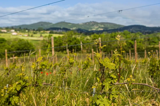 vigne domaine de prapin coteaux du lyonnais